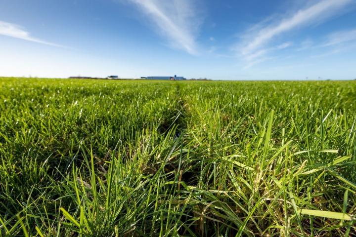 Close-up foto van weiland met felblauwe lucht erboven