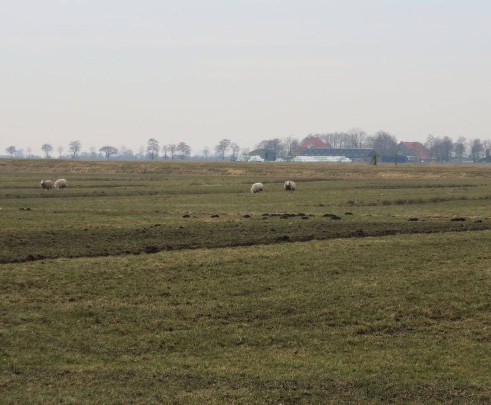 Foto van dieper gelegen Hornstermeerpolder met schapen in de wei