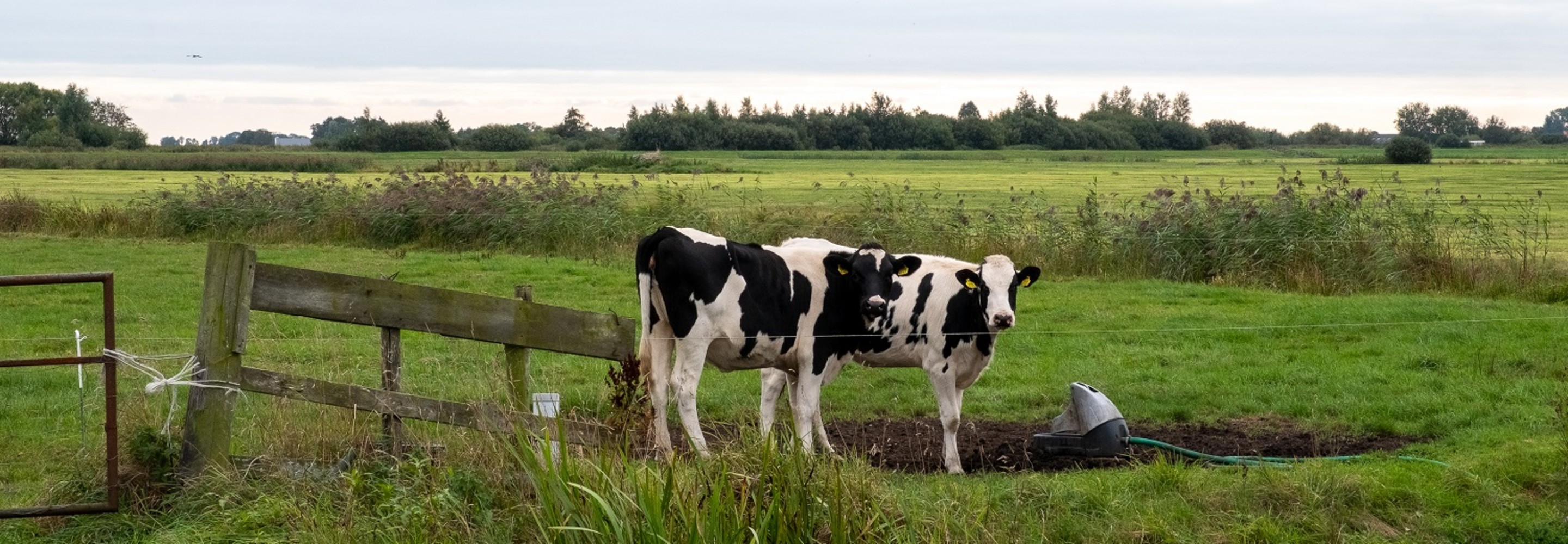 Foto van twee koeien in een weiland