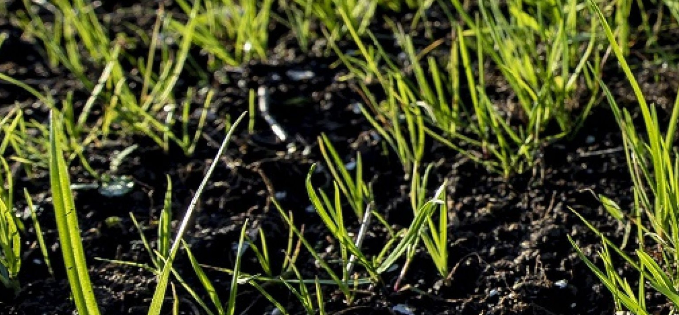 Foto van opkomende grassprieten in zwarte grond