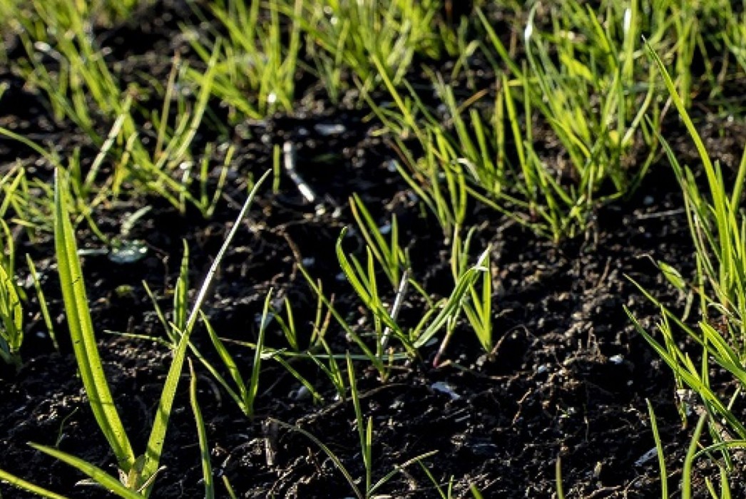 Proeftuin Bodem Groote Veenpolder