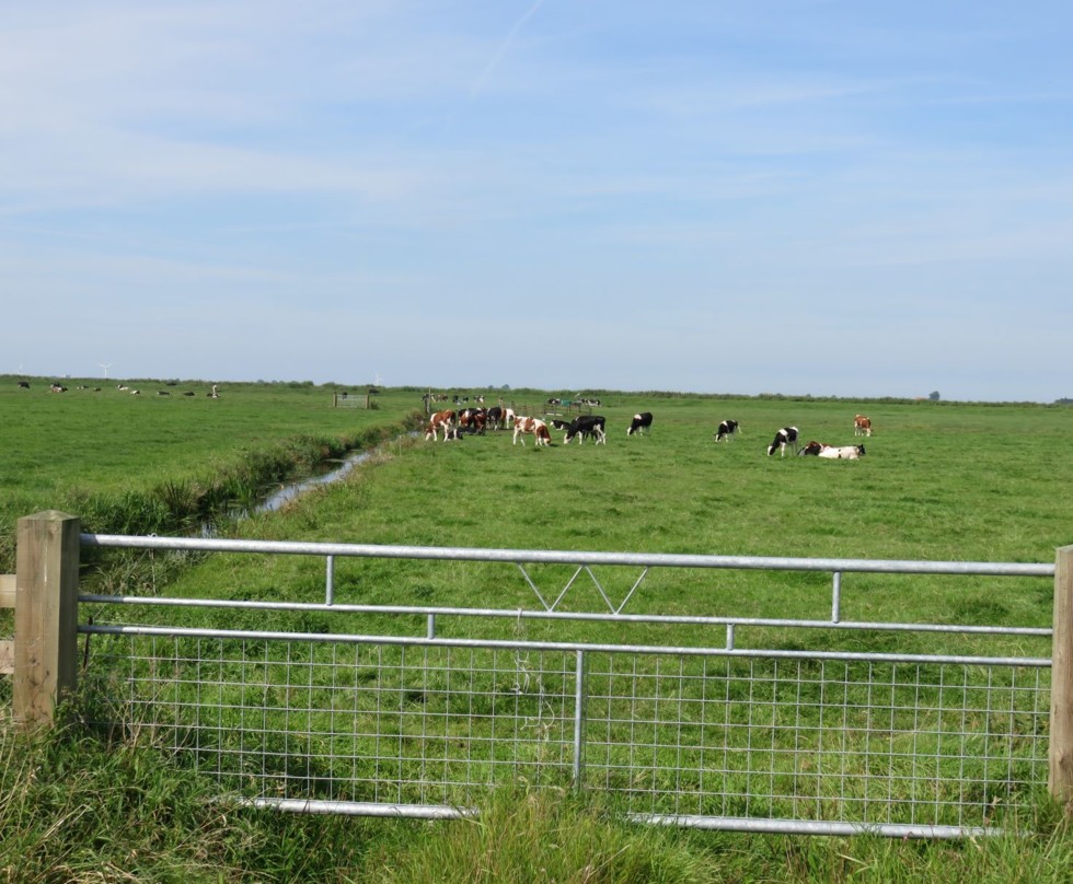 Foto: onderwaterdrainage ten behoeve van agrarisch gebruik