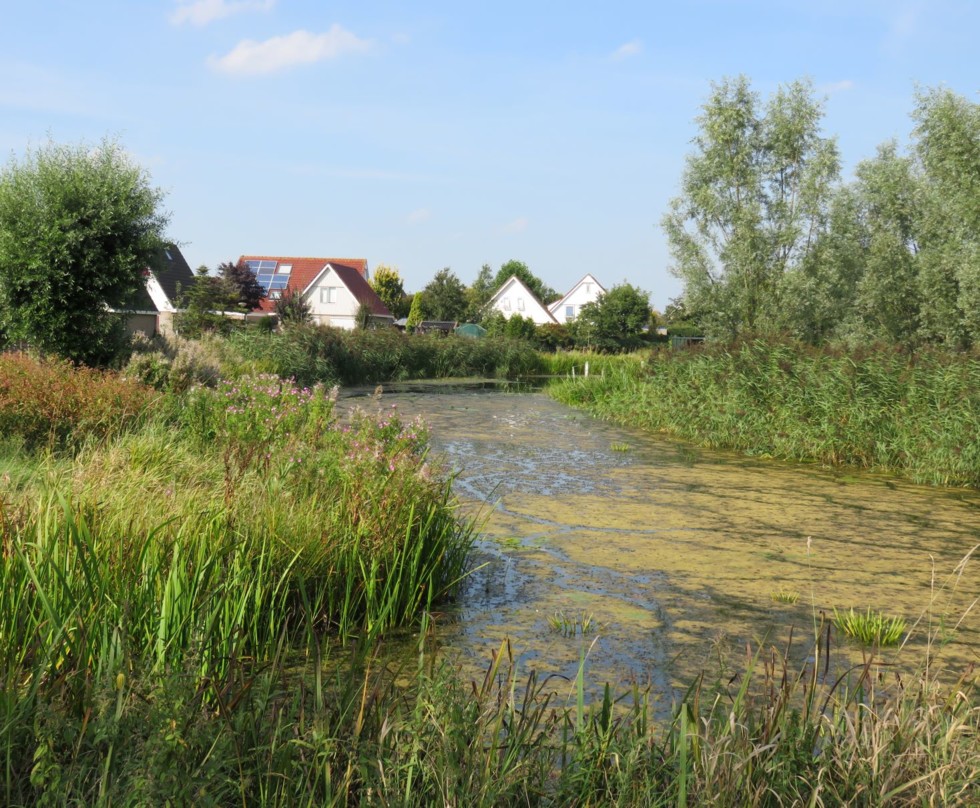 Foto van huizen in de achtergrond en een robuust hoogwatercircuit in de voorgrond met riet en bomen aan weerszijden