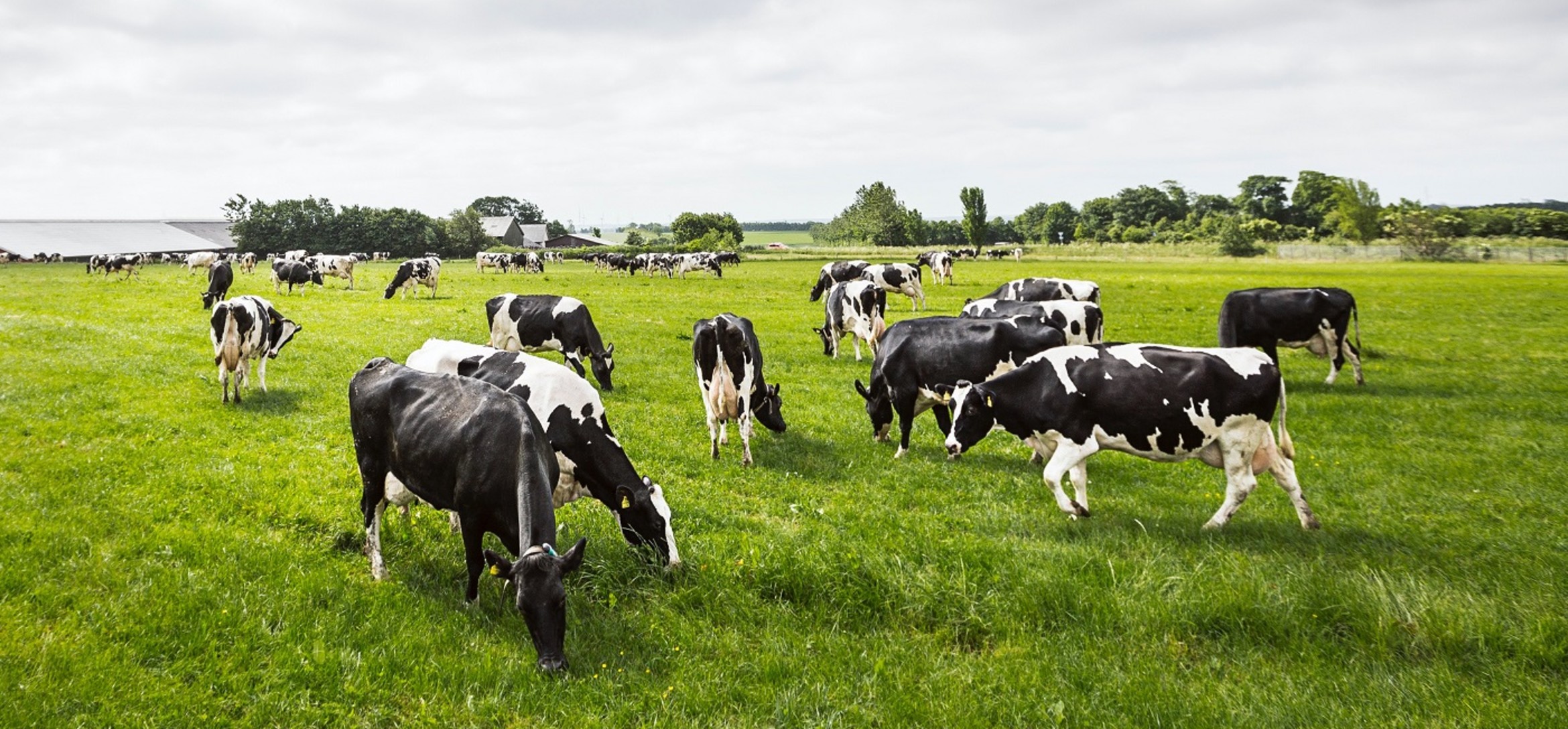 Foto van weiland met koeien