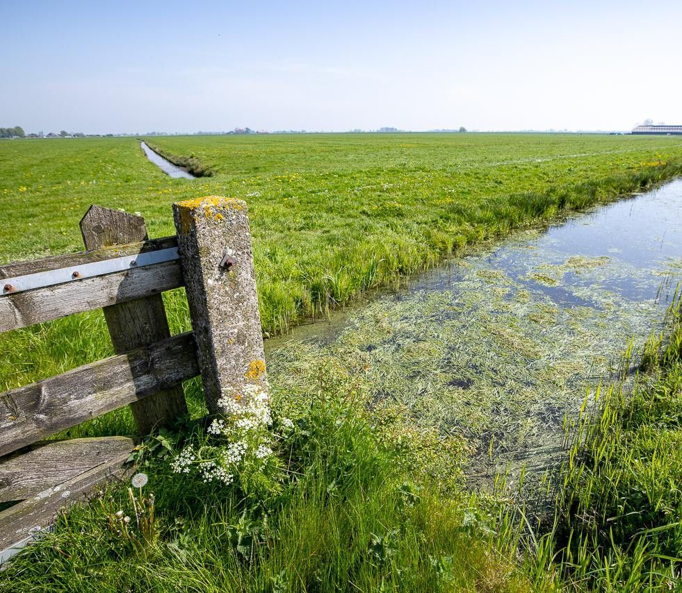 Foto van een kievit in een weiland