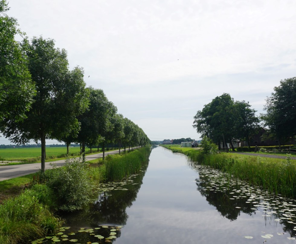 Foto van laanbeplanting langs een weg