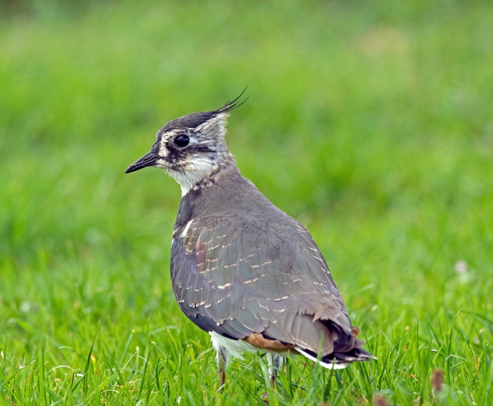 Foto van een kievit in een weiland