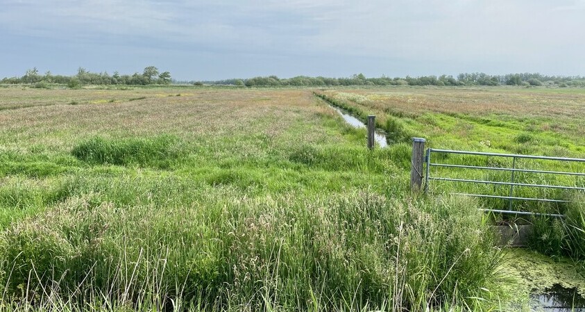 Foto van weilanden in de Hegewarren