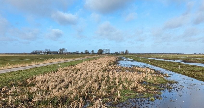 Lisdoddenveld en daarachter het weidse uitzicht over de polder