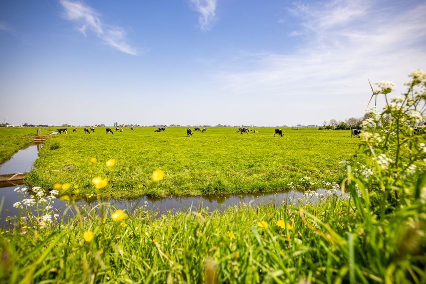 Weiland met koeien in de achtergrond en veldbloemen op de voorgrond